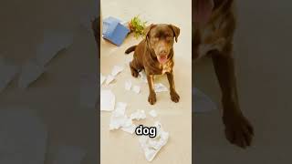 Military Dog Training Gone Wrong: The Disturbing Truth #VeteransDogs #K9