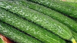 才知道，保存黄瓜不可以放冰箱，奶奶教我方法，存放一个月都新鲜