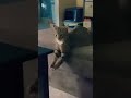 Кот дирижирует!!