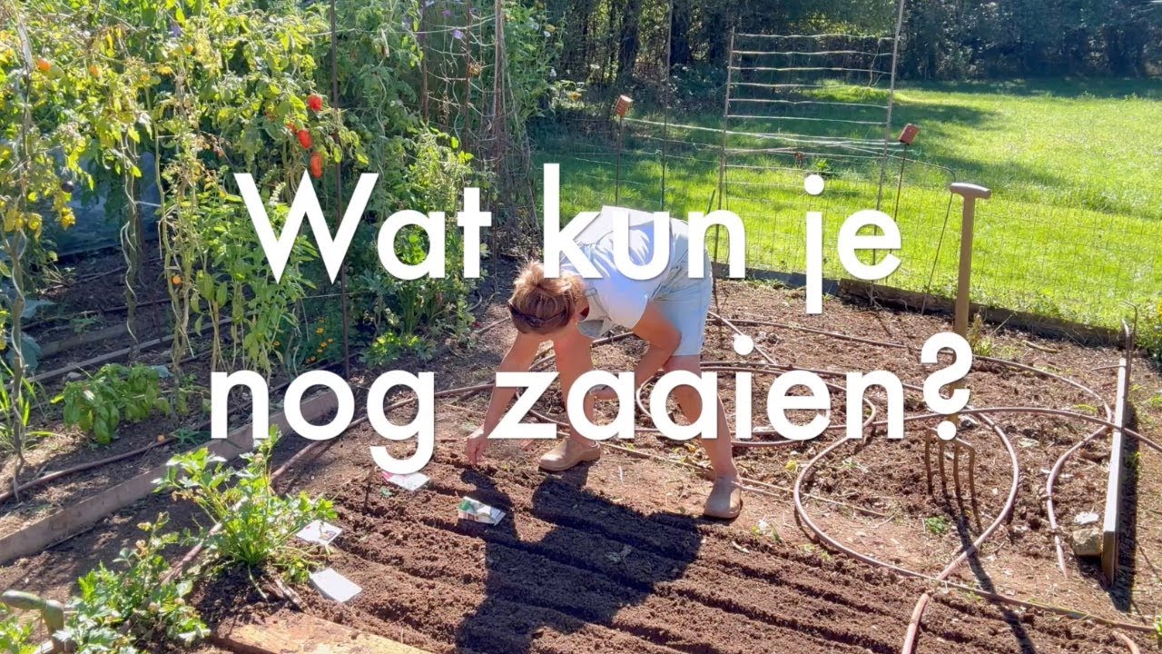 Ini's Moestuin #254 - Begin oktober: wat doe je met groene tomaten? Kun je nog zaaien?