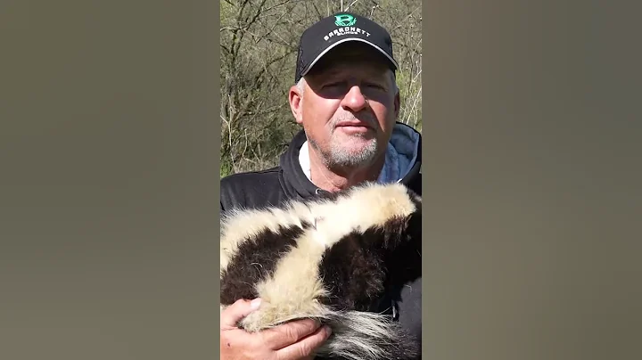 Most asked question about my pet skunk #skunks #pets #pet #mostaskedquestion