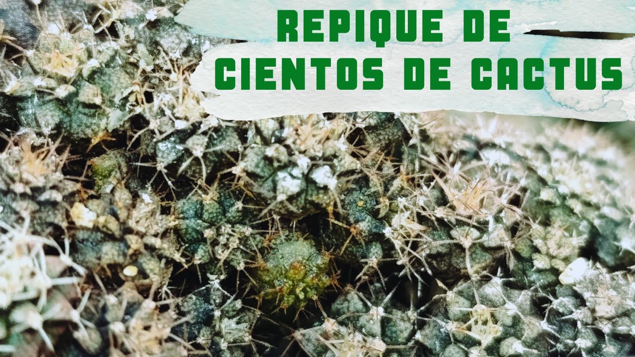 Repique y cultivo de plantulas de cactus, desde semilla, manejo de semilleros de cactus.