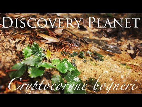 The world's first introduction Cryptocoryne bogneri in Sri Lanka