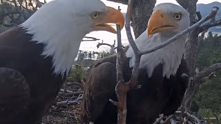 FOBBV🦅The Untameable Stick Is Wrestled Into Submission🥢Steller's Jays Live Dangerously🐦🐦2024-06-05