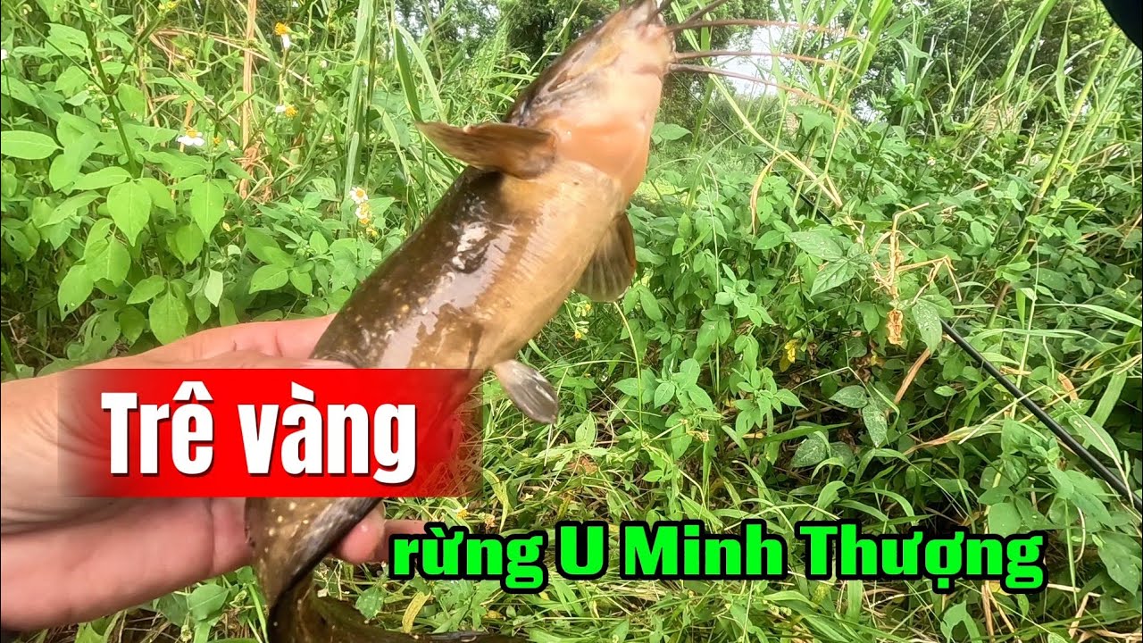 Câu cá trê vàng rừng U Minh Thượng (tập 227) #huukhuynhkiengiang