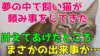 夢の中で飼い猫が頼みごとをしてきた ちょっとお願いごとがあるの 遠慮がちに言うその頼み事を叶えてあげるとまさかの出来事が 猫の不思議な話 朗読 Youtube 夢の中で飼い猫が頼みごとをしてきた ちょっとお願いごとがあるの 遠慮がちに言うその頼み事を叶えてあげるとまさかの出来事が 猫の不思議な話 朗読 Youtube