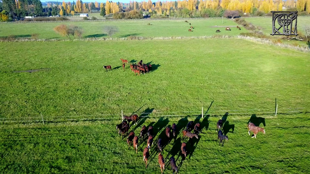 HARAS DON ALBERTO EN LONGAVÍ camera iphone 8 plus apk
