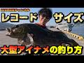 【初夏アイナメ】丁寧なスイミングアクションで大型アイナメを連発で釣る釣り方を徹底解説！in岩手釣行ベイトタックル＆フロロカーボンラインの釣り