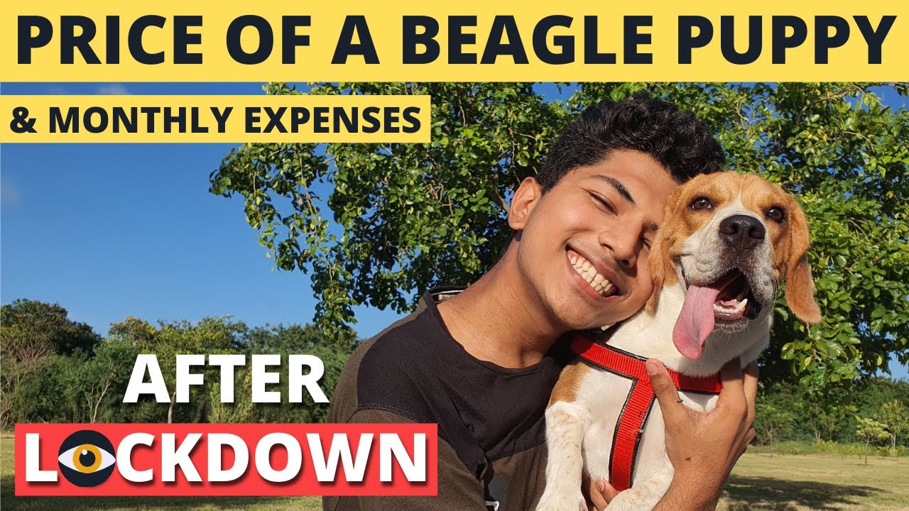 Price of Beagle Puppy in India after Lockdown (2021) YouTube