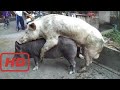 Pig Mating 2017 ★ Black Sow vs white Boar ★ Life of Pigs P45✔