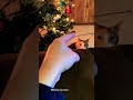 funny cat