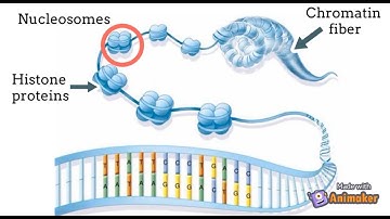 DNase-Seq Introduction