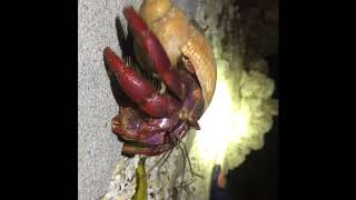 Hermit crab on Pretty Joe Rock, Marathon Florida 2018