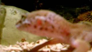 Tango & The Box Of Crickets