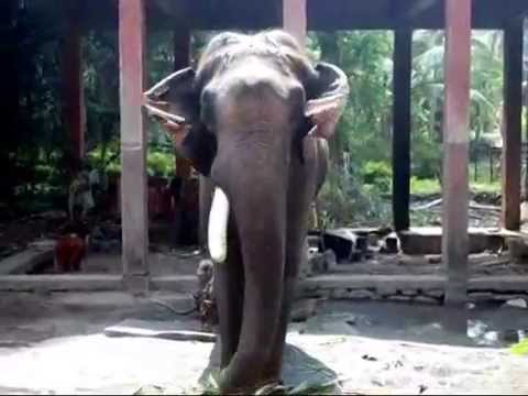  One tusked elephant /star elephant /punnathurkotta / guruvayoor /kerala elephant