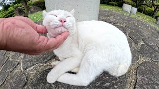 A white cat with beautiful marshmallow-like fur - YouTube