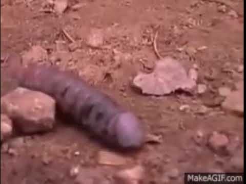 Penus Snake Penus Snake