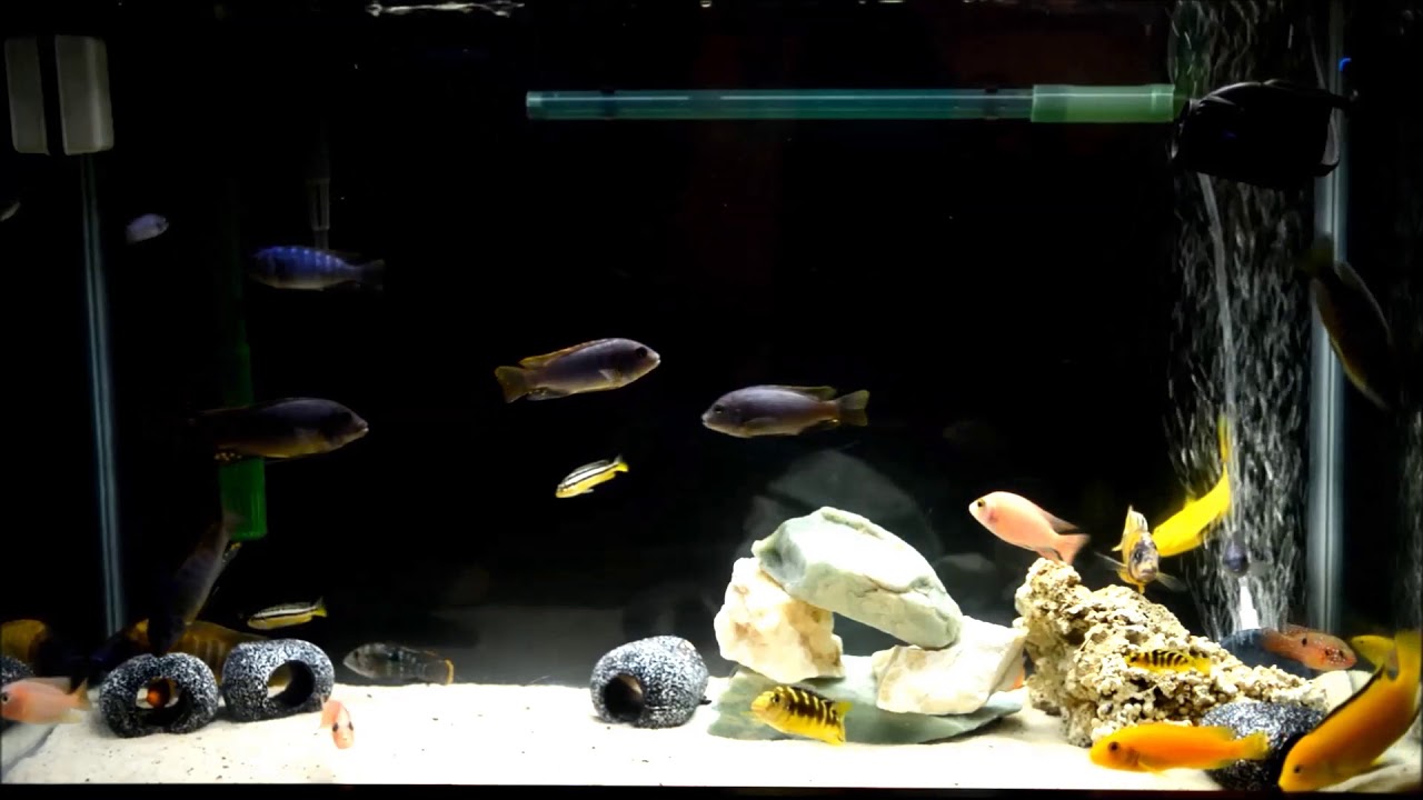 30 Gallon Cichlid Tank (Overstocked) with 370 Gallon/hr Filtering (Sep 4, 2017) YouTube