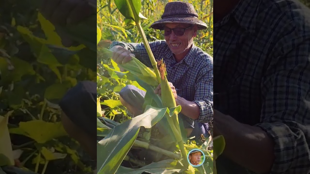 ယောရောက်ပီဆို ယောဦးကြီးတောကို ရေအိုးနဲ့ရေမှုတ်