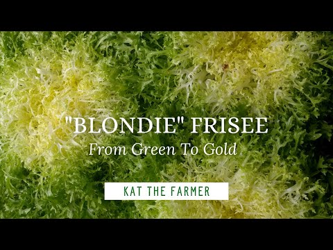 וִידֵאוֹ: What Are Frise Greens - How To Grow Frisée In The Garden
