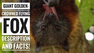 The Giant Golden Crowned Flying Fox
