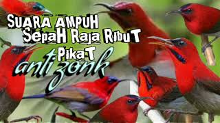 suara pikat burung madu sepah raja ribut paling ampuh terbukti || pikat burung Kolibri sepah raja