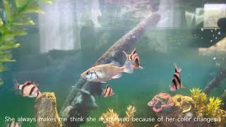 Celebrity Bumblebee cichlid color changes Profile