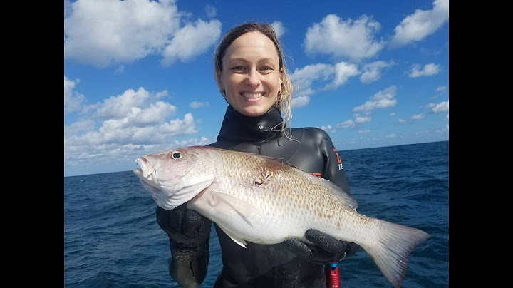 Отдых в Майами. Первая подводная охота или Не все коту Масленица / Spearfishing in Miami. First day