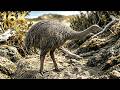[16K] 모아! 1440년경 멸종 Dinornis robustus