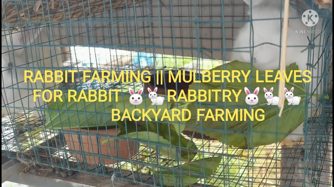 RABBIT FARMING || MULBERRY LEAVES FOR RABBIT || RABBITRY | BACKYARD FARMING