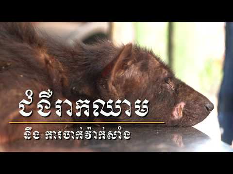 Parvo in Dog is a highly contagious virus! ជំងឺរាកឈាម របស់ឆ្កែ