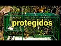 dessa forma os gatos não pegaram os pássaros