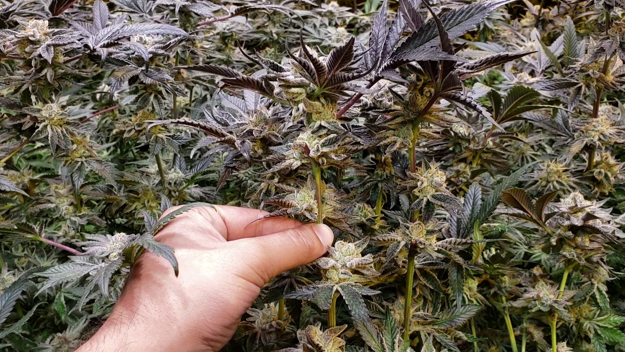 Harvest 1: STK LEDs & 1000W Gavita