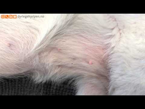 Video: Hvordan Fjerne Kroppslukt Fra Hunder