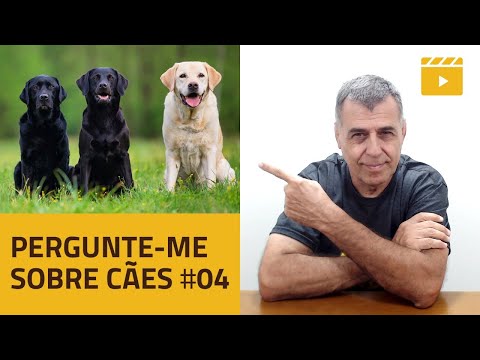 LIVE ABERTA - Pergunte-me sobre cães #04