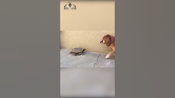 Could a Turtle Live Outside its Shell?