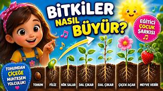 Bitkiler Nasıl Büyür? Tohumdan Çiçeğe 🌱 Eğitici Çocuk Şarkısı