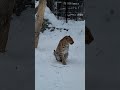 Endangered Amur Leopard | Awareness