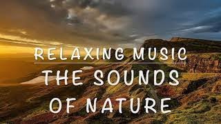 Forest Ambience with Bird Singing (Finalversion) (3hours) Relaxing Music, Sounds of Nature