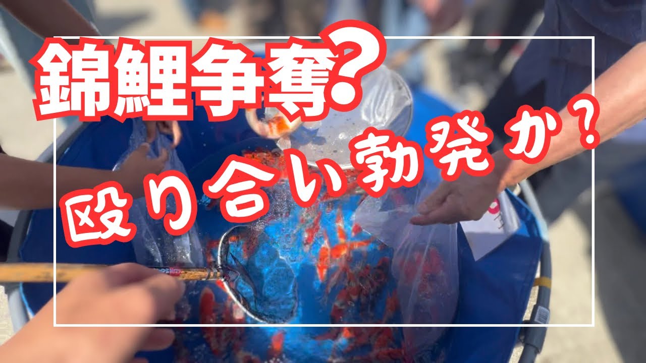 錦鯉の取り合いが凄すぎた#koifish #塩田養鯉場