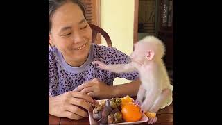 Pavpav Complain His Mom For Waste Too Much Time For Lunch #monkey#bandar #bandari#views#eating#viral