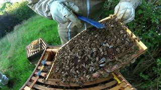 Beehive teaser 360
