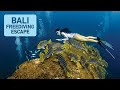 Bali Freediving Escape