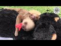 CUTE Sloths Eating Flowers!