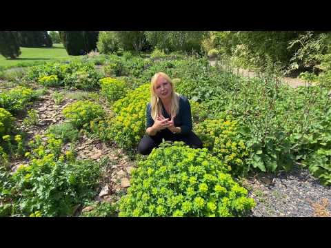 Video: Aconite Je Nenáročná Krásná Trvalka Pro Severní Zahradu