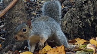 Pet Approved Wildlife Watching! Squirrels & Bird Video for Dogs & Cats Entertainment! CatTV DogTV