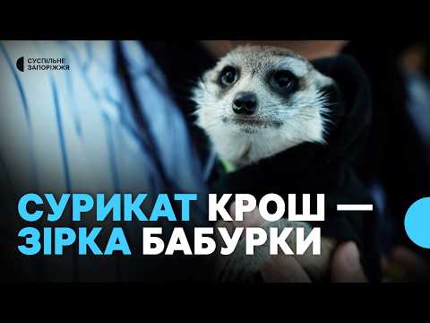 "He's our family stress-reliever": a five-month-old meerkat lives in Zaporizhzhia