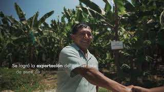 Piura Proyecto Mejoramiento De La Compeividad De La Cadena De Banano