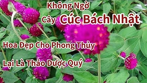  Cây Cúc Bách Nhật Còn Gọi  (Thiên Kim Hồng)Có Nhiều Công Dụng Rất Tốt Trong Đông Y 