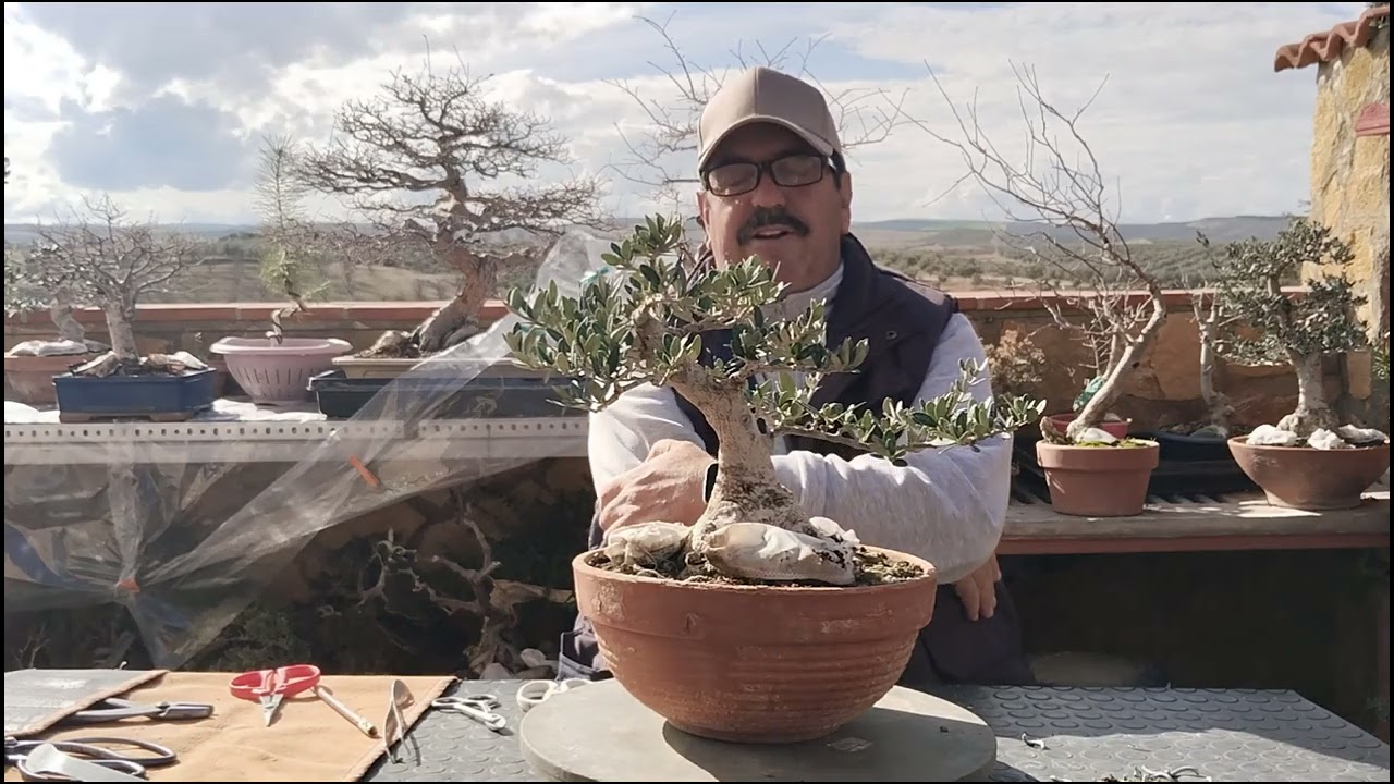 @mas historias de bonsai.unete al canal lo pasarás bien 